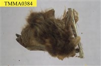 藏品(東亞家蝠)的圖片